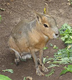 Mara, genus Dolichotis
