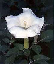 Sacred datura grows on the canyon floor and blooms at night