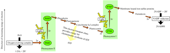 The Z-scheme is an electron transport chain that generates the chemioosmotic potential used to synthesize ATP. It is so-called because the redox diagram takes the shape of a Z.