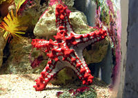 Red-knobbed starfish Protoreaster linckii, a starfish from the Indian Ocean