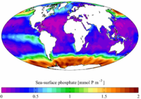 The image above shows the annual mean sea surface phosphate concentrations for the World Ocean. Data from the World Ocean Atlas 2001.