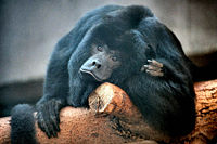 Black Howler Alouatta caraya