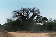 Baobab tree in South-Africa.