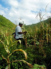The majority of the Belizean economy is comprised of the tourism industry. Agriculture is also a key part of the economy.