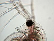 Daphnia head