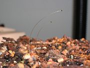 Phycomyces, a fungus, also exhibit phototropism.