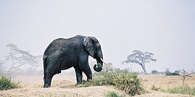 Elephant in the Serengeti, May 2006.