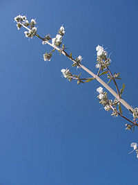 A wand of white sage, often dried and bundled together to make smudge sticks.
