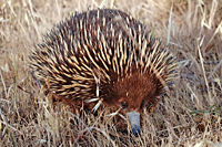 Short-beaked echidna.