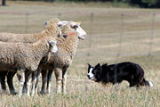The border collie uses a direct stare at sheep, known as "the eye," to intimidate while herding at a trial.