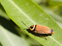 A bush cockroach