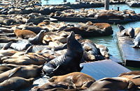 Hundreds of California Sea Lions sunbathing on Pier 39 in San Francisco.