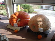 Competitive weight pumpkins