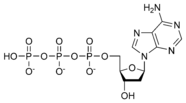 The chemical structure of dATP