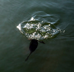 Diving grebe
