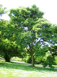 Phellodendron japonicum