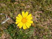 Chrysanthemum coronarium in the Tel Aviv botanical garden
