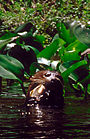 River otter