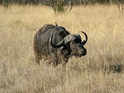 Cape buffalo were once abundant in the park.