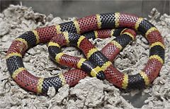 Texas Coral Snake, Micrurus tener