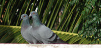 Indian pigeons Bangalore