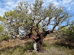 Cork oak, Quercus suber, the main source of commercial cork, showing the dark reddish bark shortly after harvesting