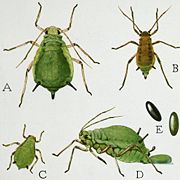 Aphid life stages. (Aphis pomi)