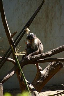 Collared mangabey (Cercocebus torquatus)