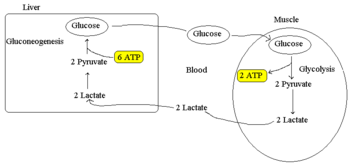 A schematic depicting the Cori cycle