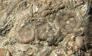 Button-like, fossilized pieces of crinoid stem from Ordovician limestone of Batavia, Ohio (USA).