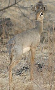 Dik-dik