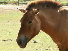 Przewalski's horse at the Parc du Thot, France