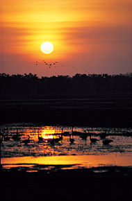 Mamukala Billabong
