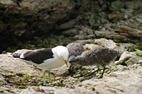 Gull chicks peck at a red spot on their mother's beak to stimulate the regurgitating reflex, another example of a fixed-action pattern.