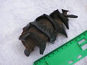 Egg case of Port Jackson shark, found on Vincentia Beach, Jervis Bay Territory, Australia