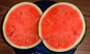 Small seedless watermelon