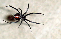 Black Widow 11-06.jpg