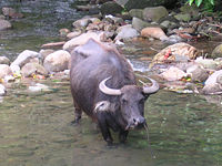 A Carabao, a smaller breed of water buffalo found in the Philippines