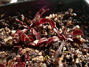 Dionaea muscipula ('Akai Ryu,' Japanese for “red dragon”) in cultivation