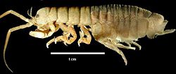Eophreatoicus, a freshwater isopod from Australia