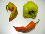 Capsicum fruit which comes in various shapes and colors can be used to make paprika.
