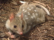 Eastern Quoll.