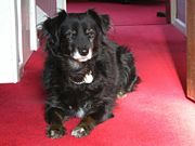 This mixed-breed dog angles her ears to find the source of a sound.