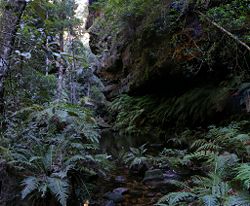 Rainforest along the Grand Canyon walk, Blue Mountains National Park.