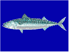 Atlantic mackerel, Scomber scombrus