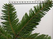 Abies grandis foliage