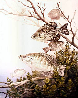 Black (top) and  white crappie (P. nigromaculatus & P. annularis)