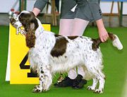 An English Springer spaniel in a dog show