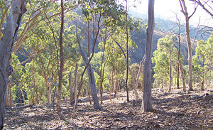 Eucalyptus forest