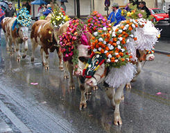 The seasonal transfer of grazing cows (cattle-drive) to different pastures, known locally as Almabtrieb. Austrian city of Kufstein, 2005.